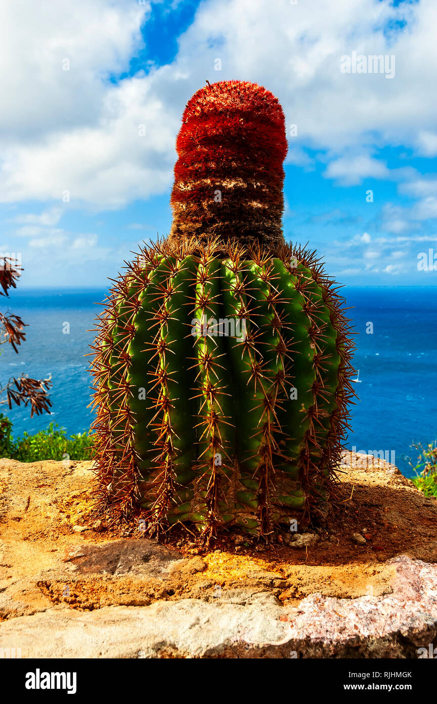 the-large-spherical-green-stem-and-bristly-red-cylindrical-cap-typical-of-the-turks-head-cactus-growing-on-a-wall-at-shirley-heights-antigua-RJHMGK.jpg