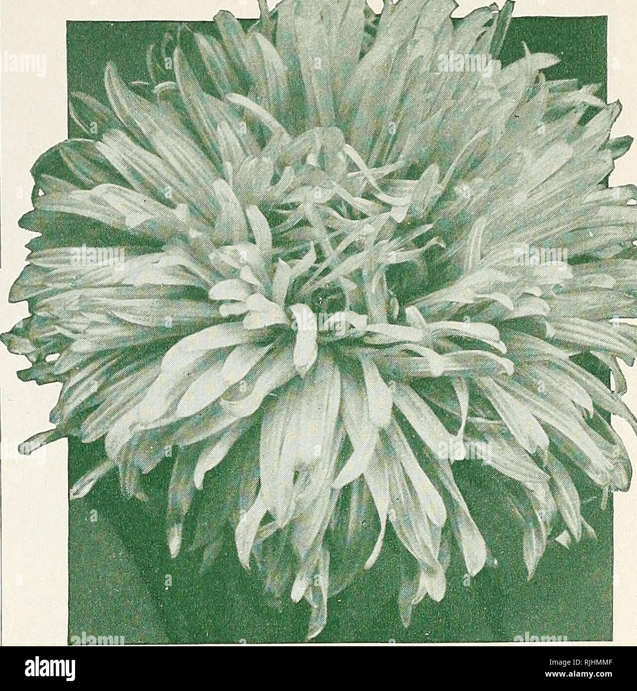 . Beckert's Seed Store, Inc.. Nurseries (Horticulture) Pennsylvania Pittsburgh Catalogs; Nursery stock Pennsylvania Pittsburgh Catalogs; Vegetables Seeds Pennsylvania Pittsburgh Catalogs; Flowers Seeds Pennsylvania Pittsburgh Catalogs; Bulbs (Plants) Pennsylvania Pittsburgh Catalo. PLANT WILT-RESISTANT ASTERS FOR A SURE CROP Wilt-resistant Strains of Asters 1V&quot;^ The Fusarium Wilt to which the Aster has in the past been subject has now been brought under control by the introduction of these new wilt-resistant strains, which withstand the attacks of the wilt fungus, where non-resistant stra Stock Photo