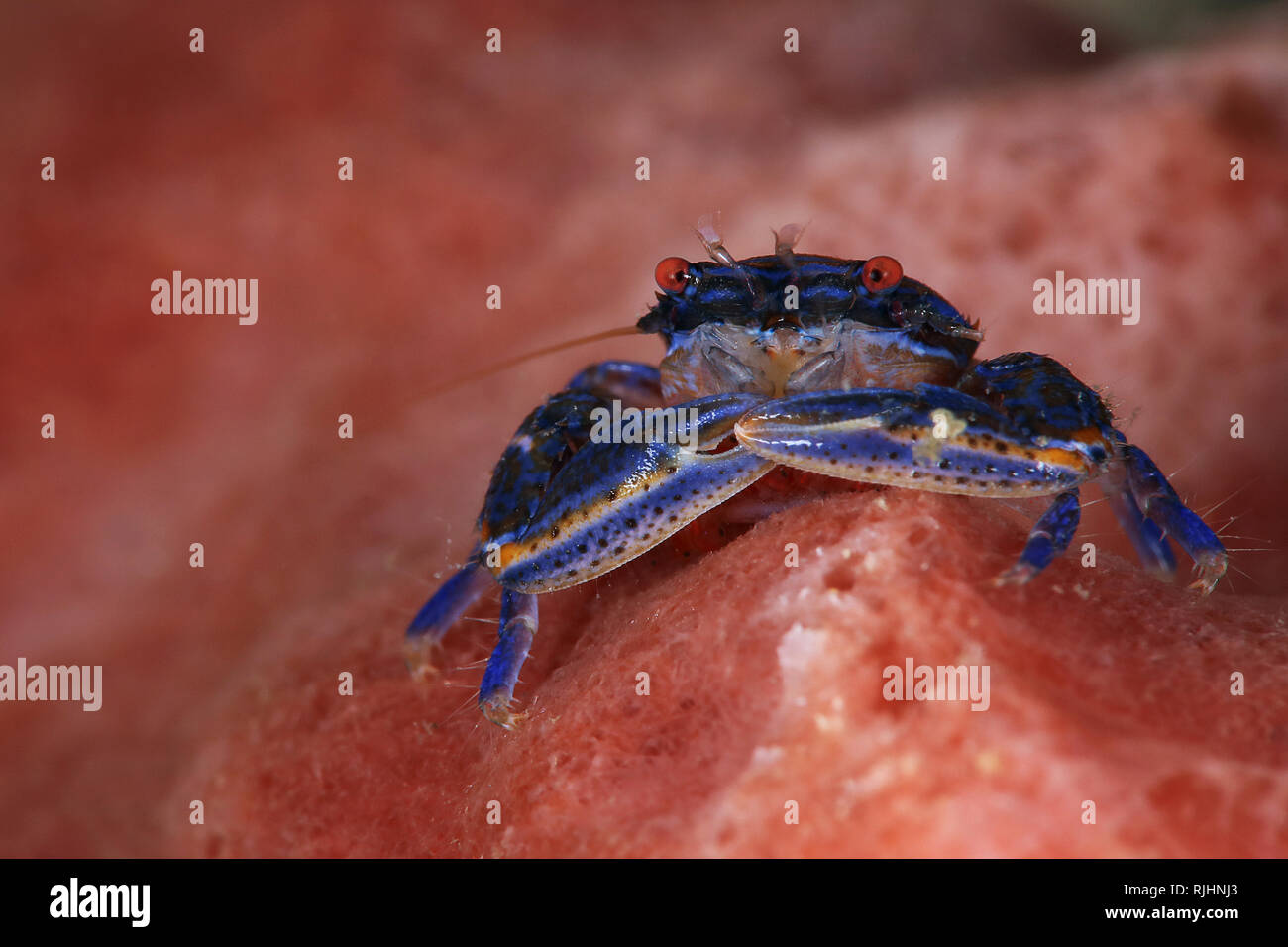 Blue sponge porcelain crab (Aliaporcellana spongicola). Picture was