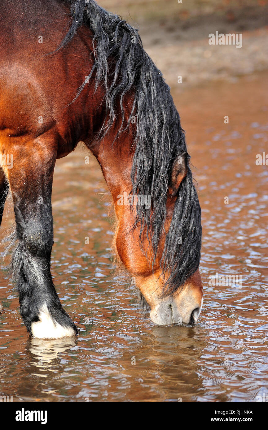 Bay draft horse with black mane drinks water from a muddy puddle. Vertical, side view, close up. Stock Photo