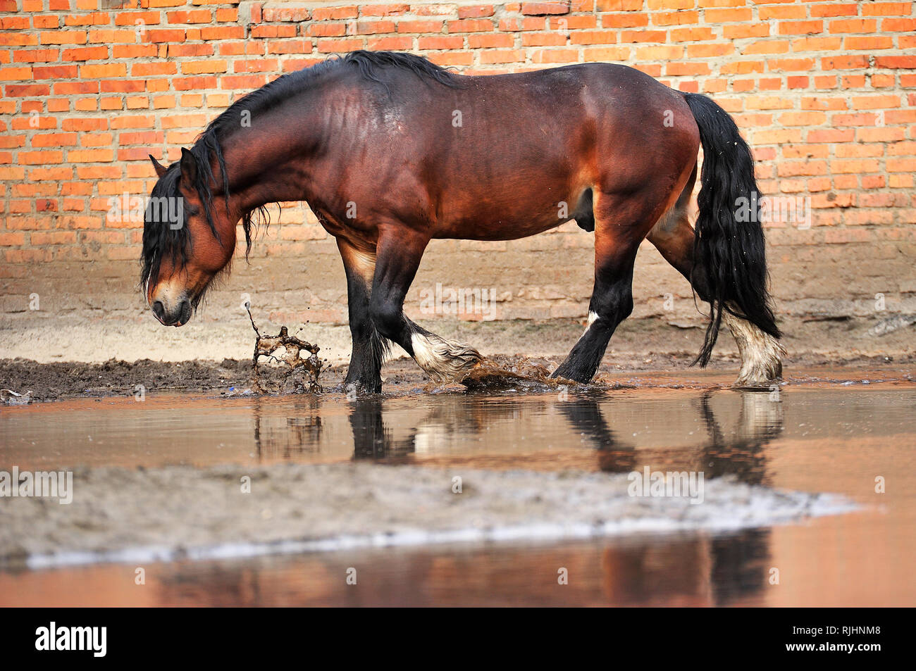 Bay draft horse calmly walks along red brick wall in a muddy puddle making splashes. Horizontal, side view, in motion. Stock Photo