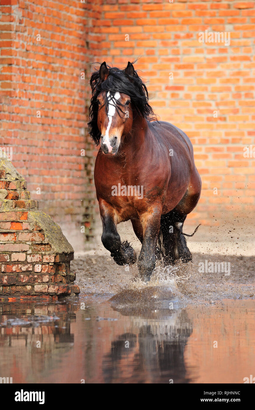 Bay draft horse runs in gallop forwards along red brick wall in a muddy puddle splashing water around. Vertical, front view, in motion. Stock Photo