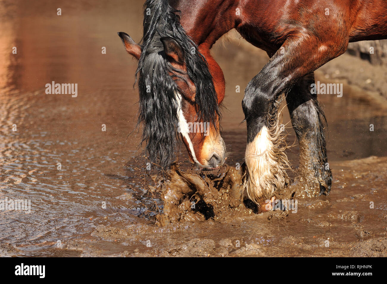 Bay draft horse with black mane splashes muddy water standing in a puddle. Horizontal, sideview, portrait. Stock Photo