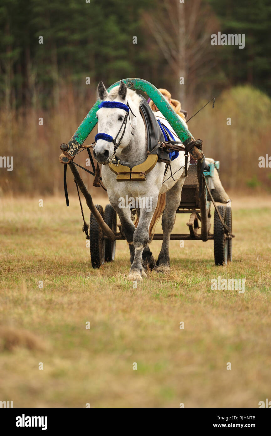 Harnessed draft horse pulling a cart in the field. Vertical, front view. Stock Photo