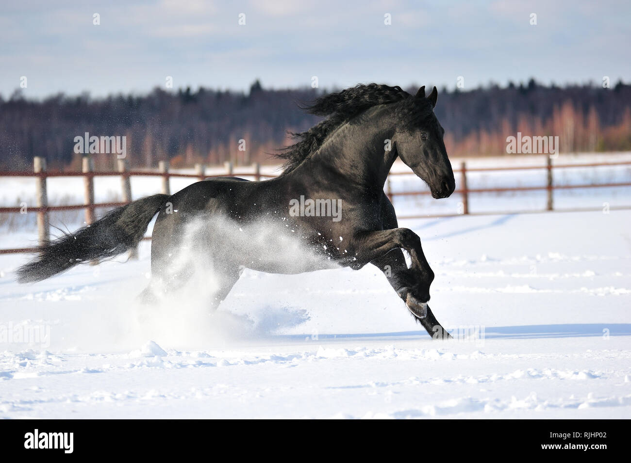 Beautiful friesian horse gallops in the deep snow in winter. Horizontal, side view, in motion. Stock Photo