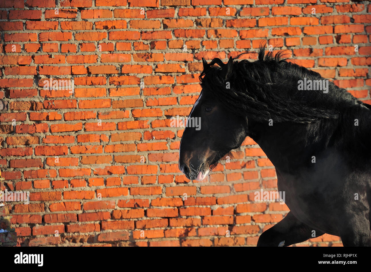 Black Vladimir heavy draft stallion runs along red brick wall in winter. Horizontal, portrait, in motion. Stock Photo