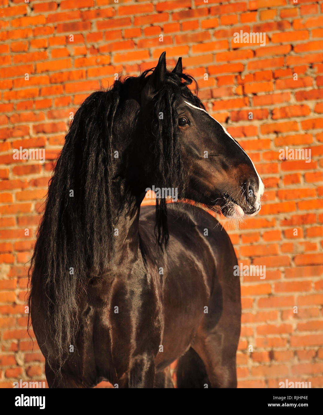 Black Vladimir heavy draft stallion looks to the right while standing at the red brick wall in winter. Horizontal, portrait, side view. Stock Photo
