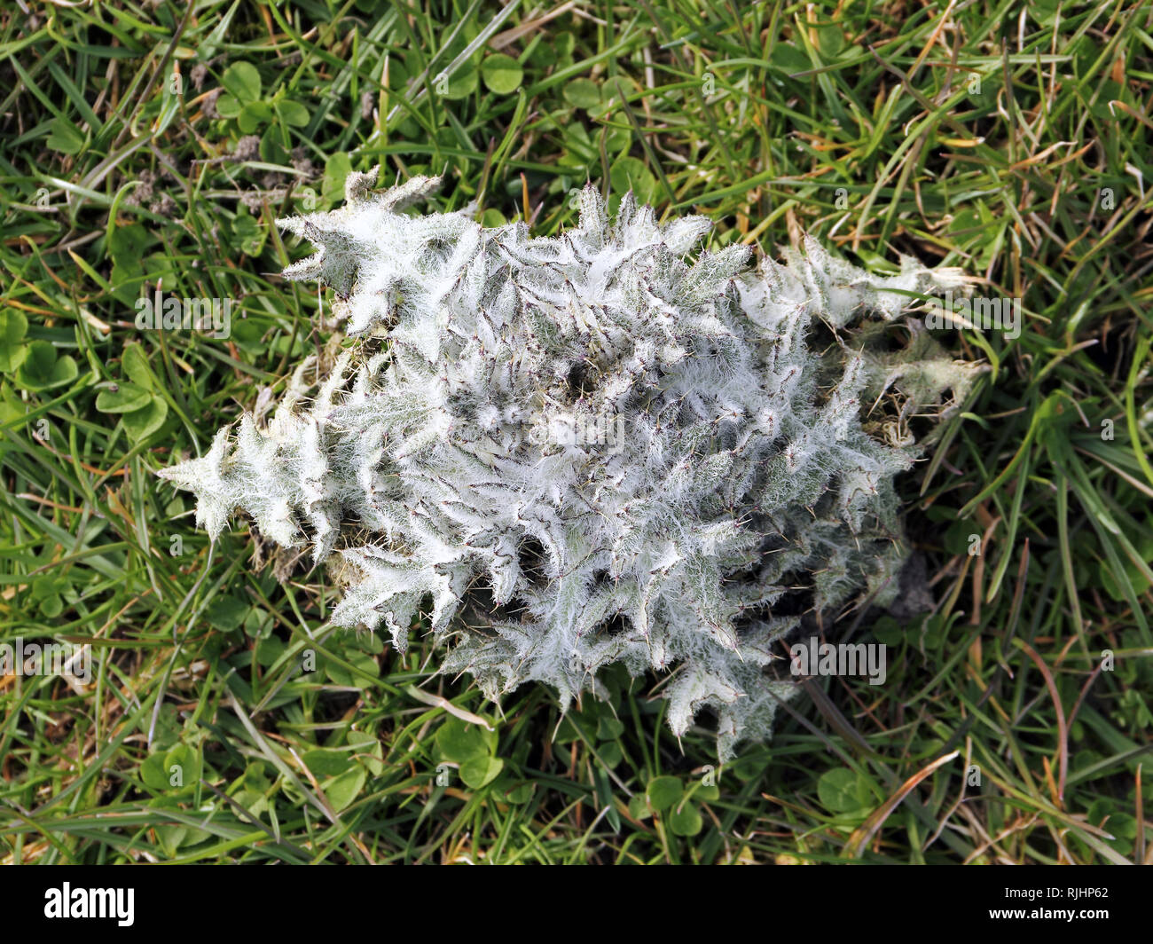 Young leaf-Rosette of the cotton thistle, Onopordum acanthium Stock Photo