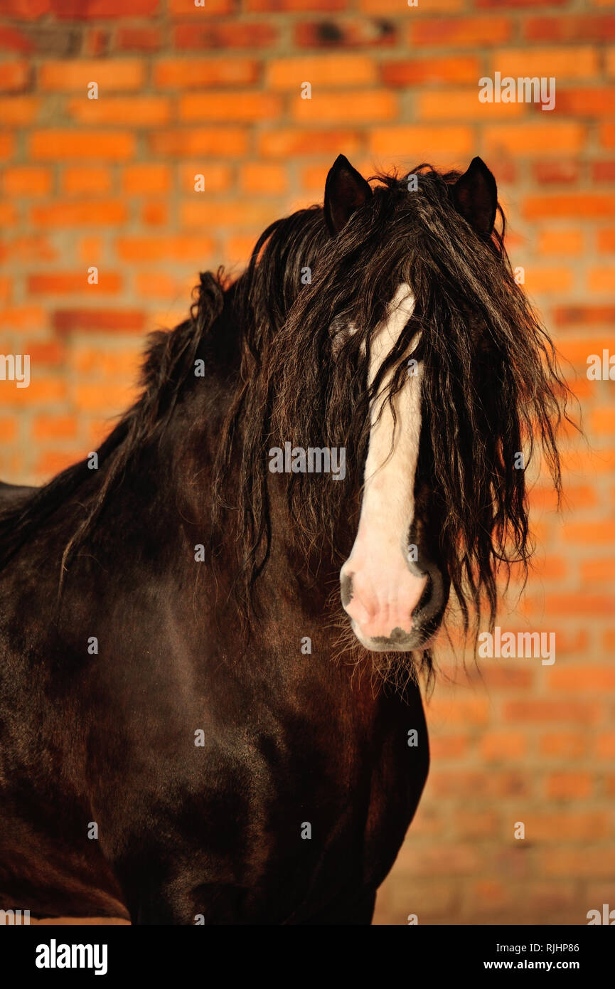 Big black Vladimir heavy draft stallion looks sideways standing beside red brick wall. Vertical, front view, portrait. Stock Photo