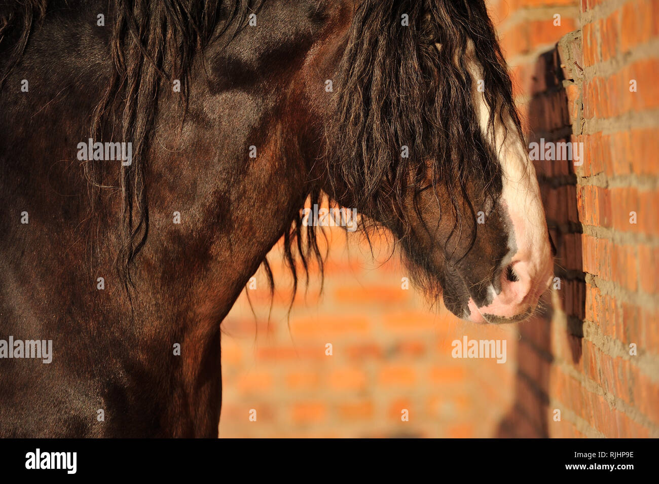 Big black Vladimir heavy draft horse stands toward the red brick wall outside in the sunshine. Horizontal, side view, portrait. Stock Photo