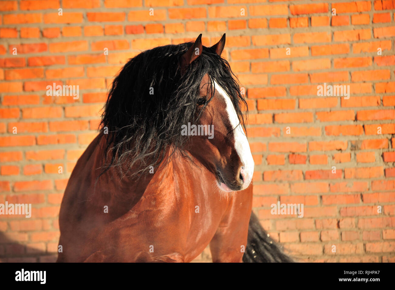 Bay draft horse with black mane and white nose stands beside red brick wall. Horizontal, sideways, portrait. Stock Photo