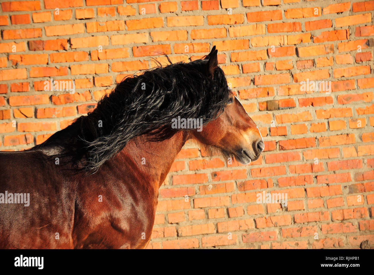 Bay draft horse with black mane stands beside red brick wall. Horizontal, side view, portrait. Stock Photo