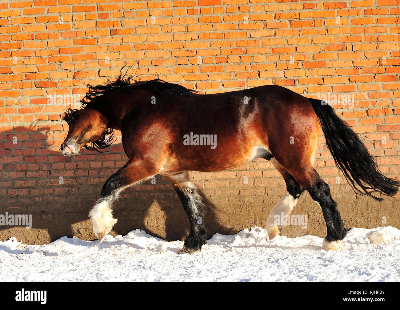 Bay draft horse with black mane and tail runs happily along red brick wall being silly. Horizontal photo, side viewm in motion. Stock Photo