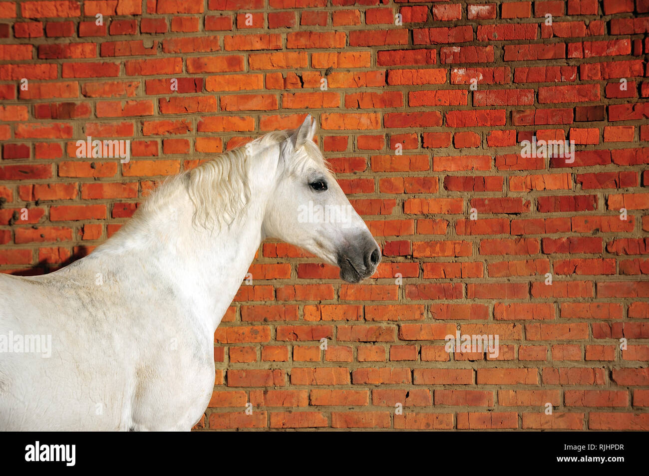 Light grey Orlov trotter horse stands beside red brick wall in winter, Horizonta, portrait, side view. Stock Photo