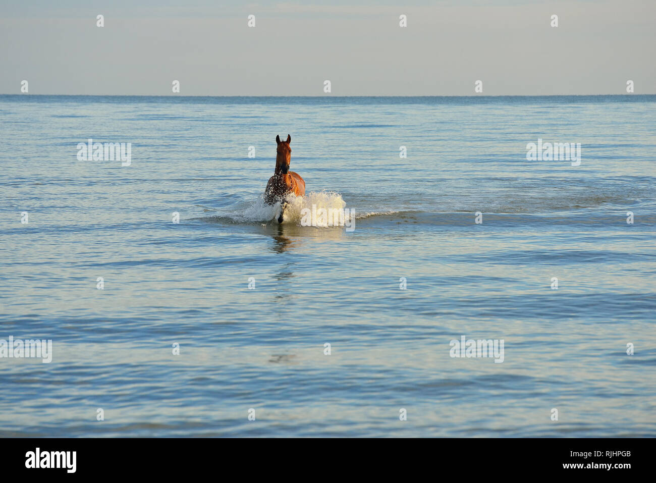Bay horse runs towards the camera from afar in the blue sea. Horizontal, centred. Stock Photo