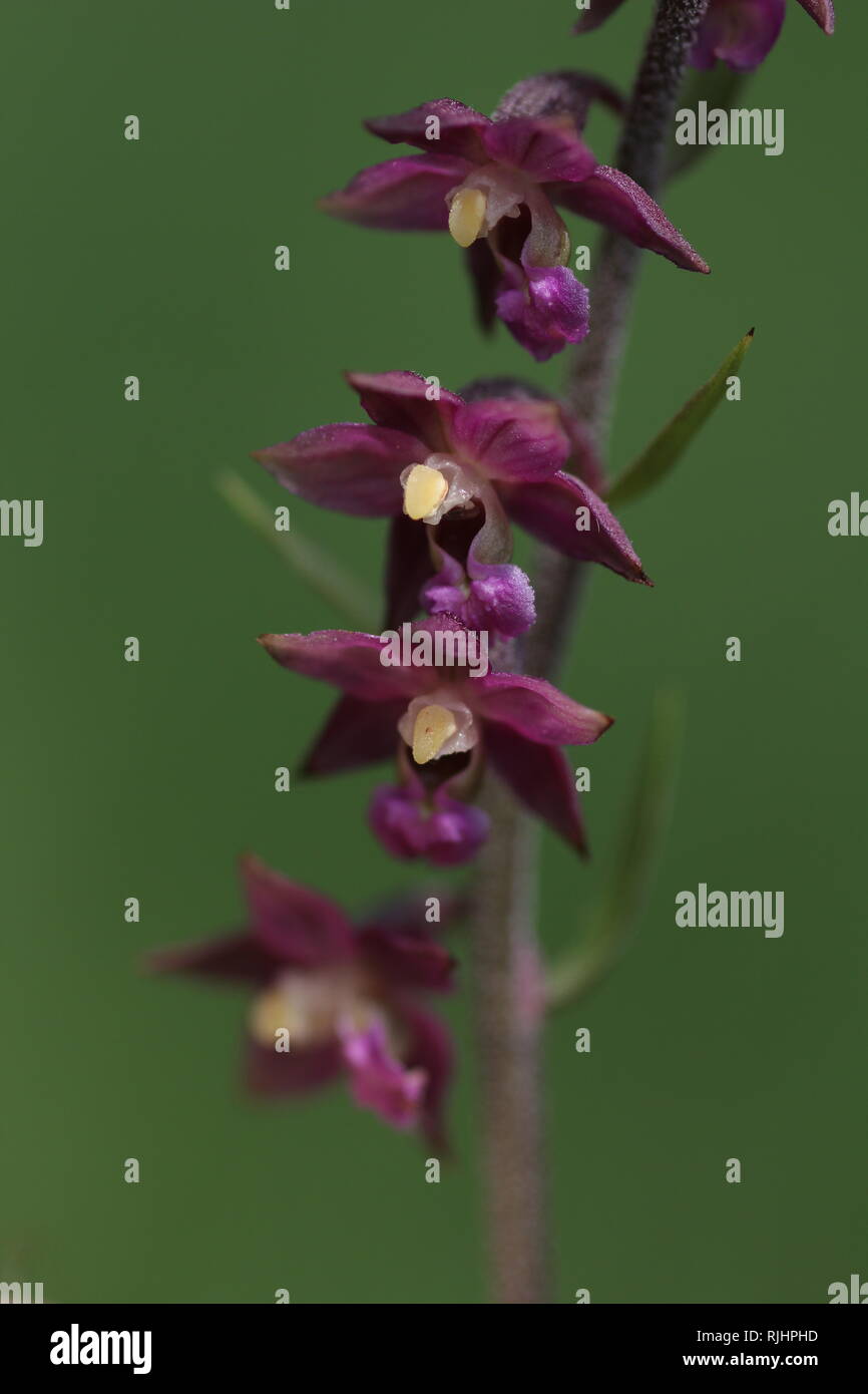 Royal Helleborine (Epipactis atrorubens) flowering in a Nature Reserve near Osnabrueck, Germany. Stock Photo