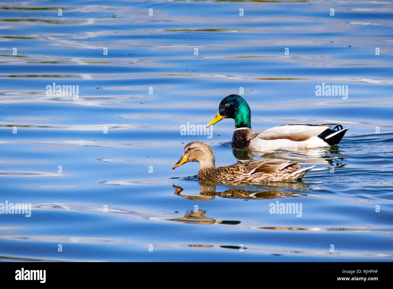 A pair of Mallard ducks swimming in a pond in south San Francisco bay area, California Stock Photo