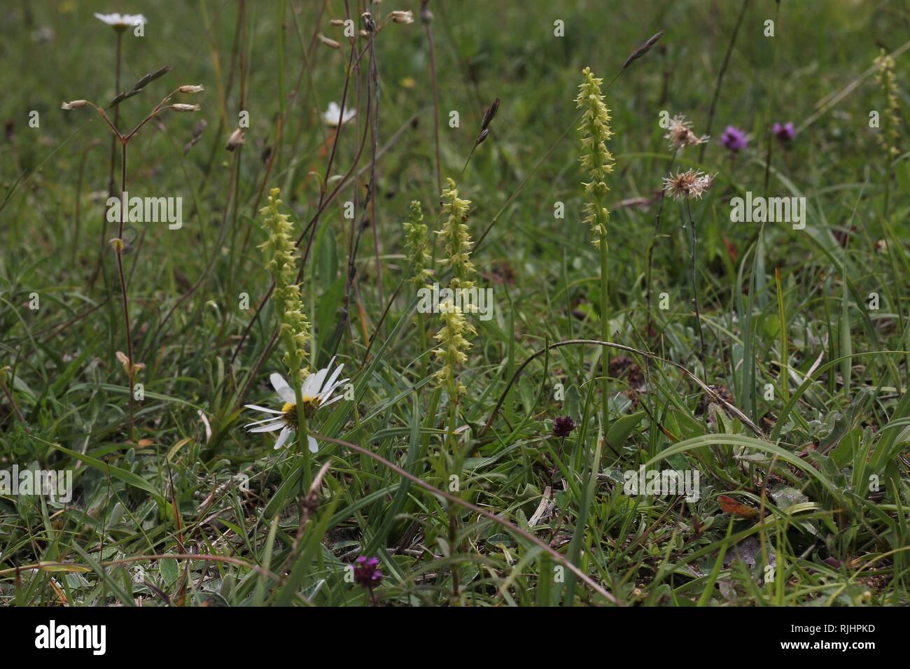 Musk orchid (Herminium monorchis) Eifel, Germany Stock Photo