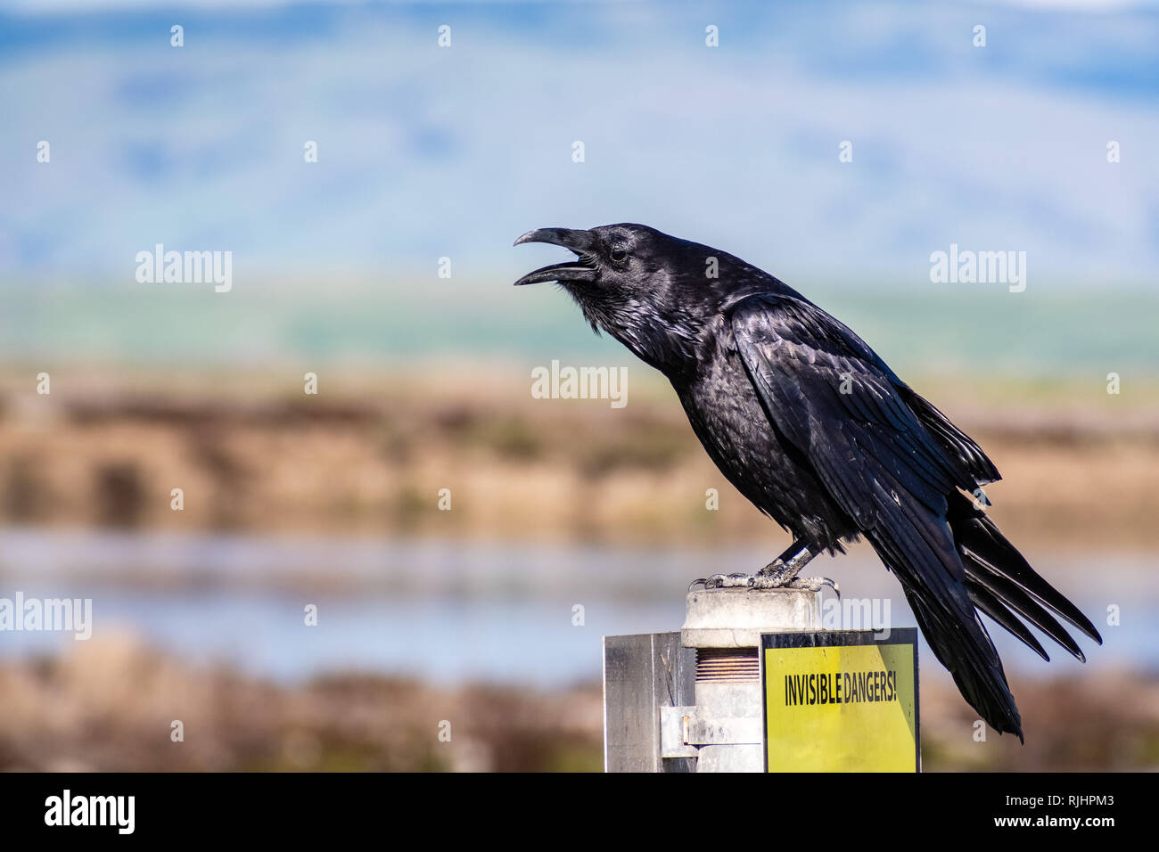 Close up of large raven perched on a metal post in south San Francisco bay area; blurred ponds and green hills visible in the background; California Stock Photo