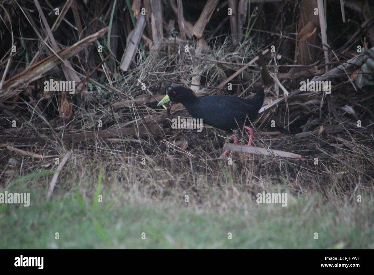 Black Crake (Limnocorax flavirostra) at a small lake in Diani Beach Kenya Stock Photo