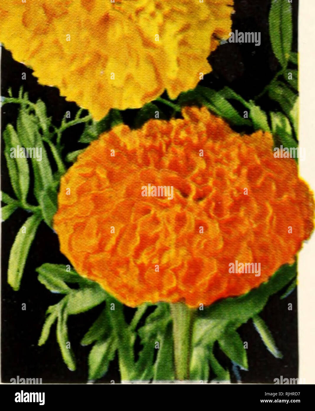 . Beckert seed &amp; bulb co. Nurseries (Horticulture) Pennsylvania Pittsburgh Catalogs; Nursery stock Pennsylvania Pittsburgh Catalogs; Flowers Seeds Pennsylvania Pittsburgh Catalogs; Bulbs (Plants) Pennsylvania Pittsburgh Catalogs; Gardening Pennsylvania Pittsburgh Equipment and supplies Catalogs. Marigold - Tagetes ah Sometime.-: calleiA â (I'andelabra Plants&quot; due to th- i: shape. Easy to grow in any soil and blooming freely from July until frost. Marigolds are one of the most satisfactory flowers to grow. DOUBLE APRICAN. Large, globular flowers on long .st-rms. 2151 Eldorado. Orange-v Stock Photo