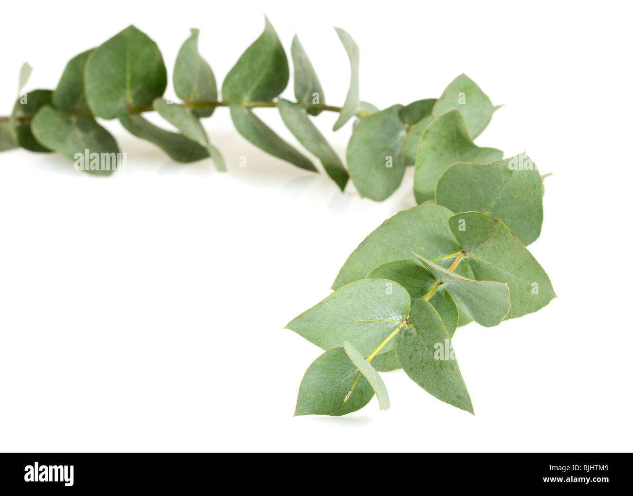 Eucalyptus background hi-res stock photography and images - Alamy
