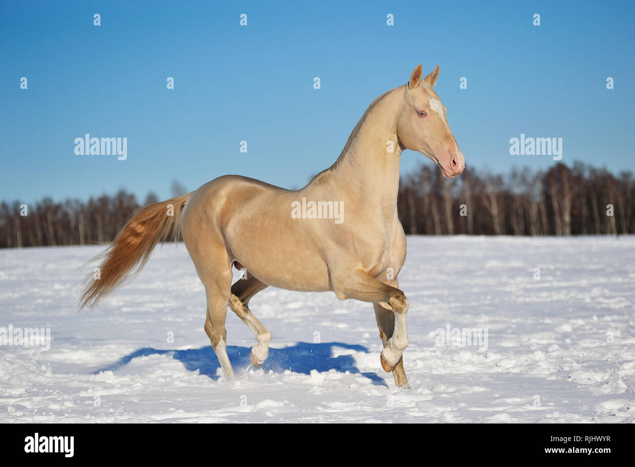 Cremello Akhal Teke stallion runs in trot through winter snowy field, Horizontal, sideways, in motion, Stock Photo