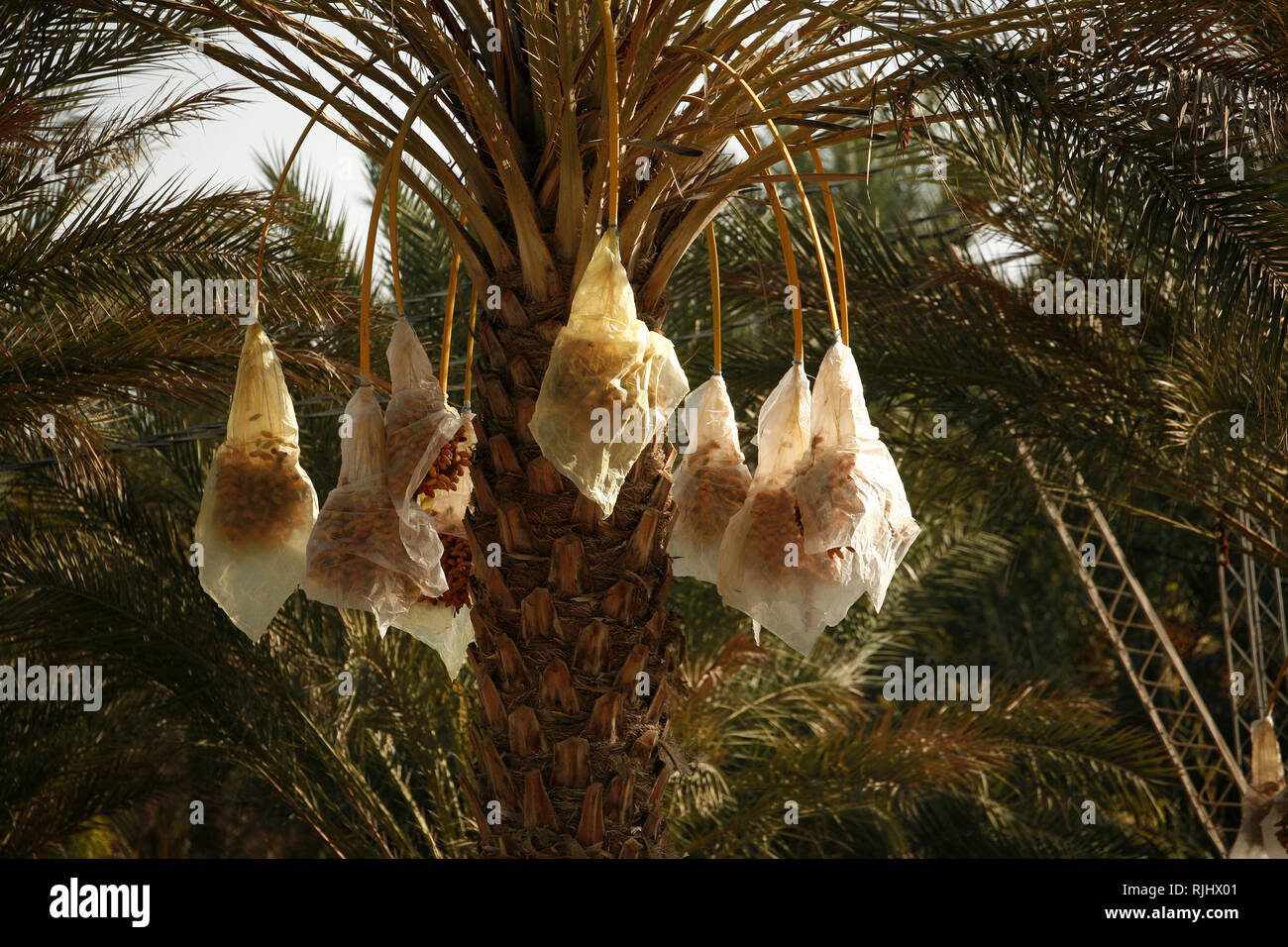 Banana treats ripen in a tree, protected by plastic bags Stock Photo