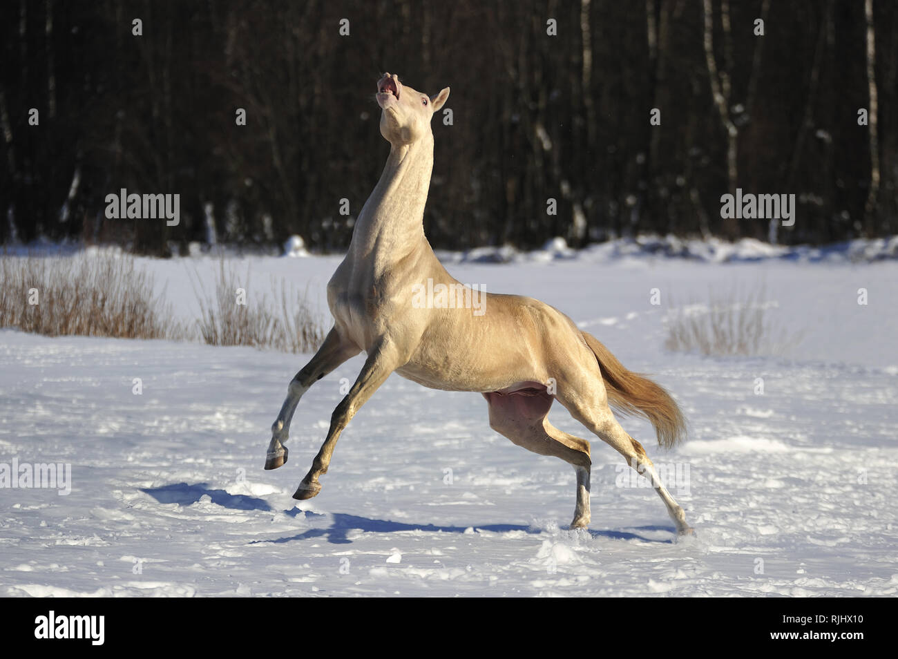 Cremello Akhal Teke stallion playing in the snow and showing flehmen response. Horizontal, side view, in motion, Stock Photo