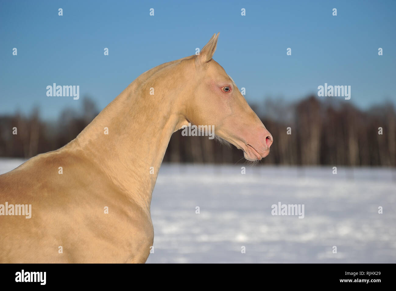 Cremello Akhal Teke horse stands in the winter pasture in the chill sunny day. Horizontal, portrait, side view. Stock Photo