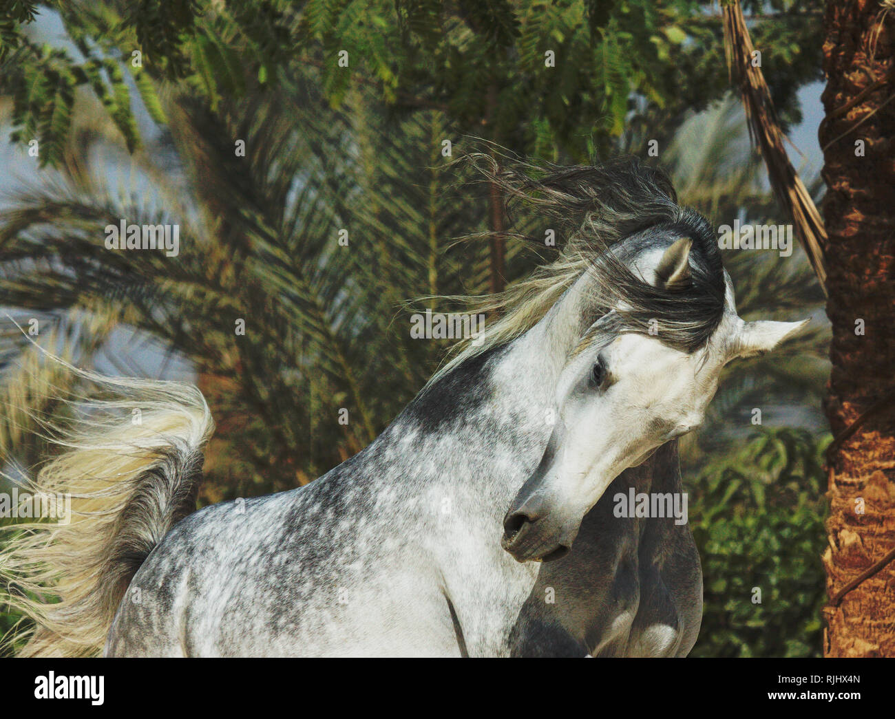 Dappled grey arabian stallion playing with palm trees on the background. Horizontal, front view, in motion, portrait. Stock Photo