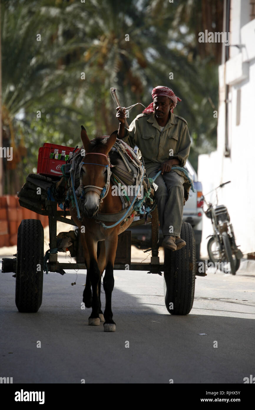 The man drives the donkey at Douz's oasis Stock Photo