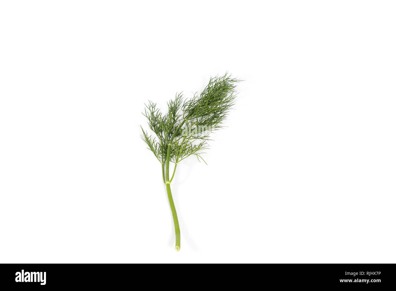 Fresh and healthy green dill on white background Stock Photo Alamy