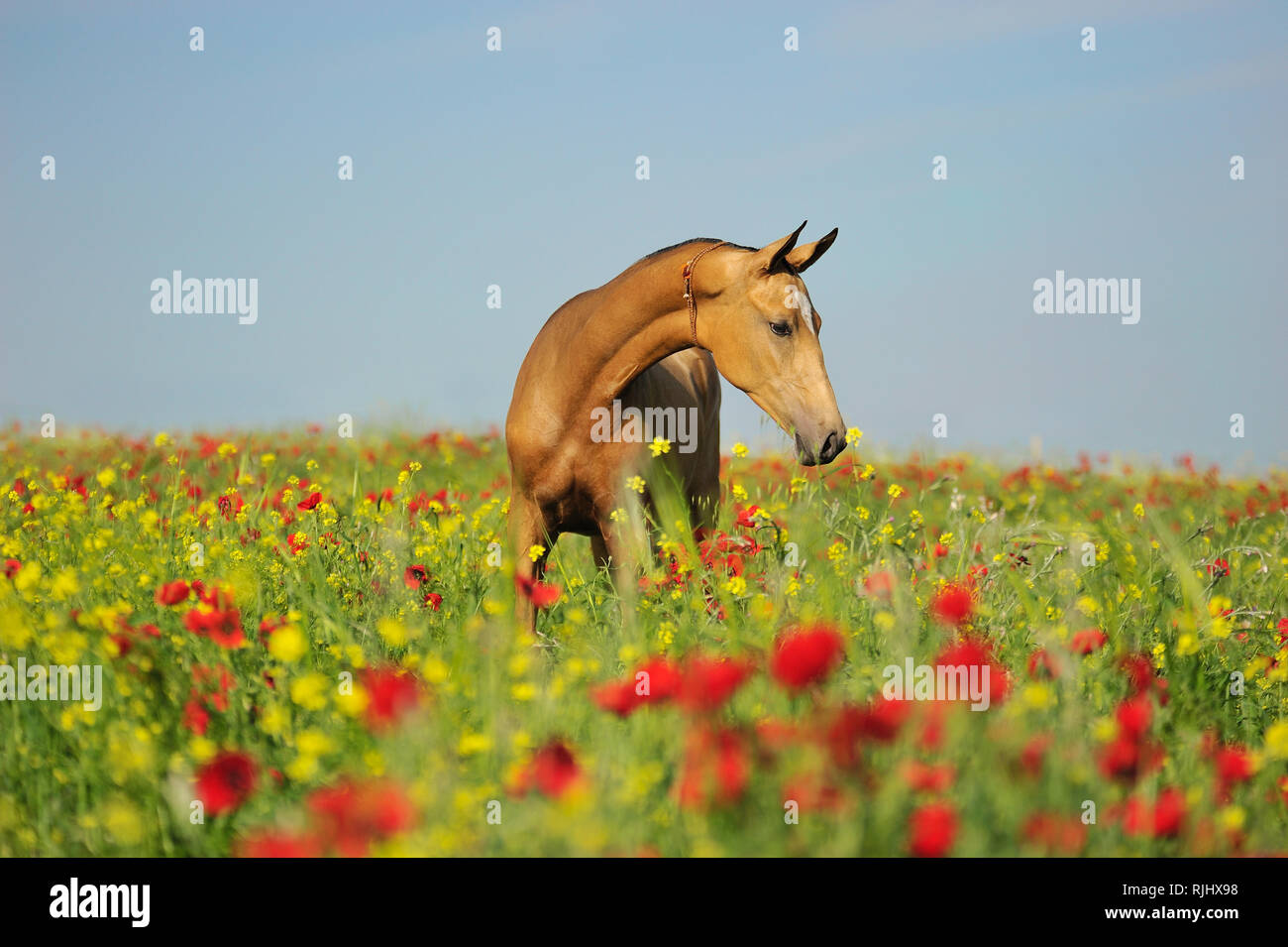 Golden akhal-teke horse with alaja decoration standing on a field full of red and yellow flowers Stock Photo