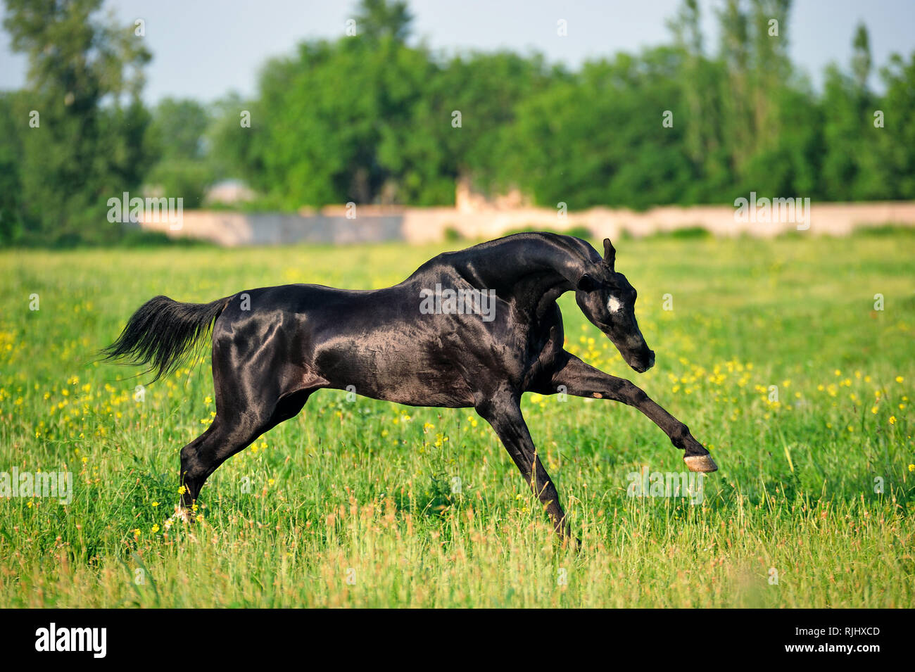 Playful black akhal teke horse happily runs over the field with yellow flowers Stock Photo
