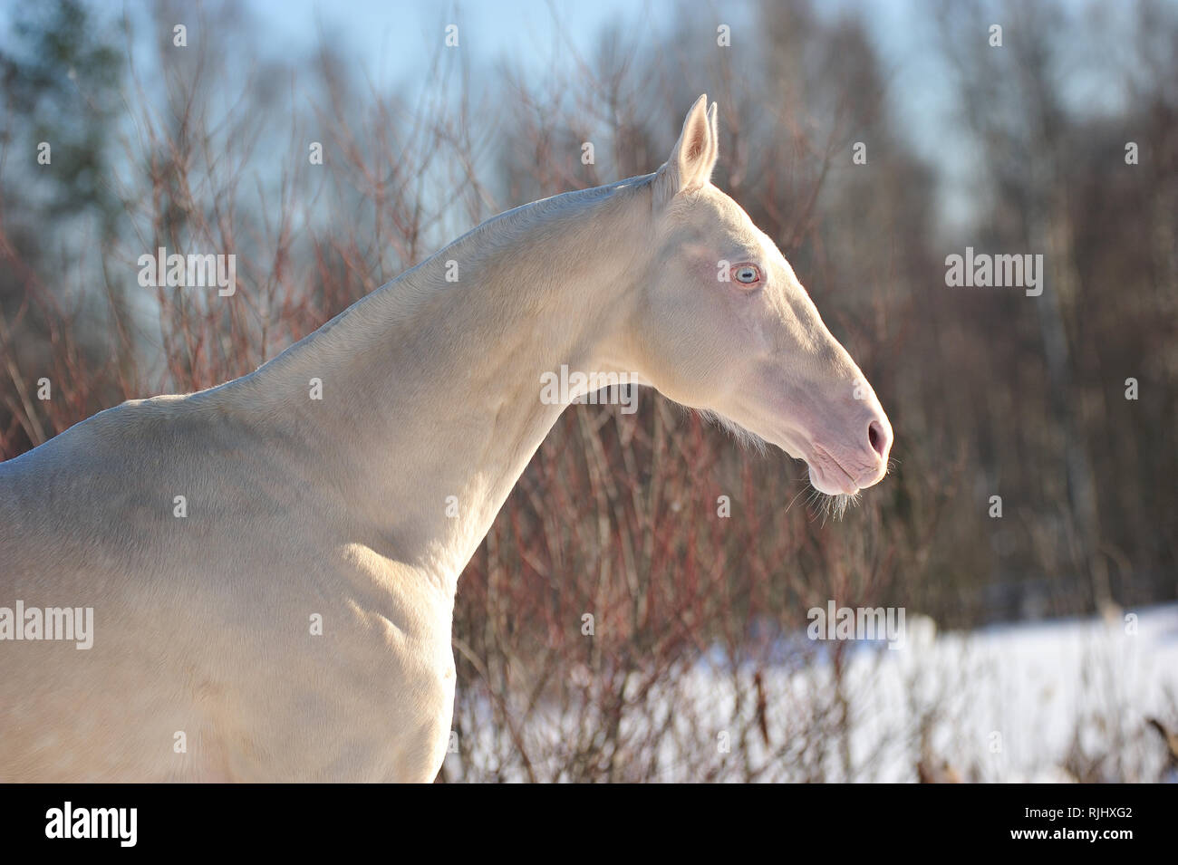 Perlino Akhal Teke horse stands in the winter pasture in the chill sunny day. Horizontal, portrait, side view. Stock Photo