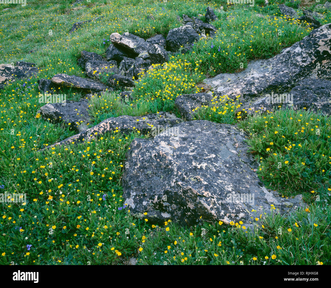 USA, Wyoming, Shoshone National Forest, Yellow blossoms of alpine avens surround lichen-covered rocks on Beartooth Plateau; Beartooth Mountains. Stock Photo