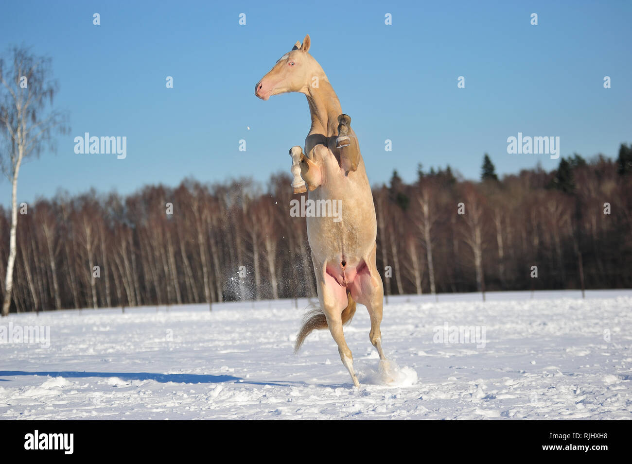 Cremello Akhal Teke stallion rears up standing on one leg. Vertical, front view, in motion. Stock Photo