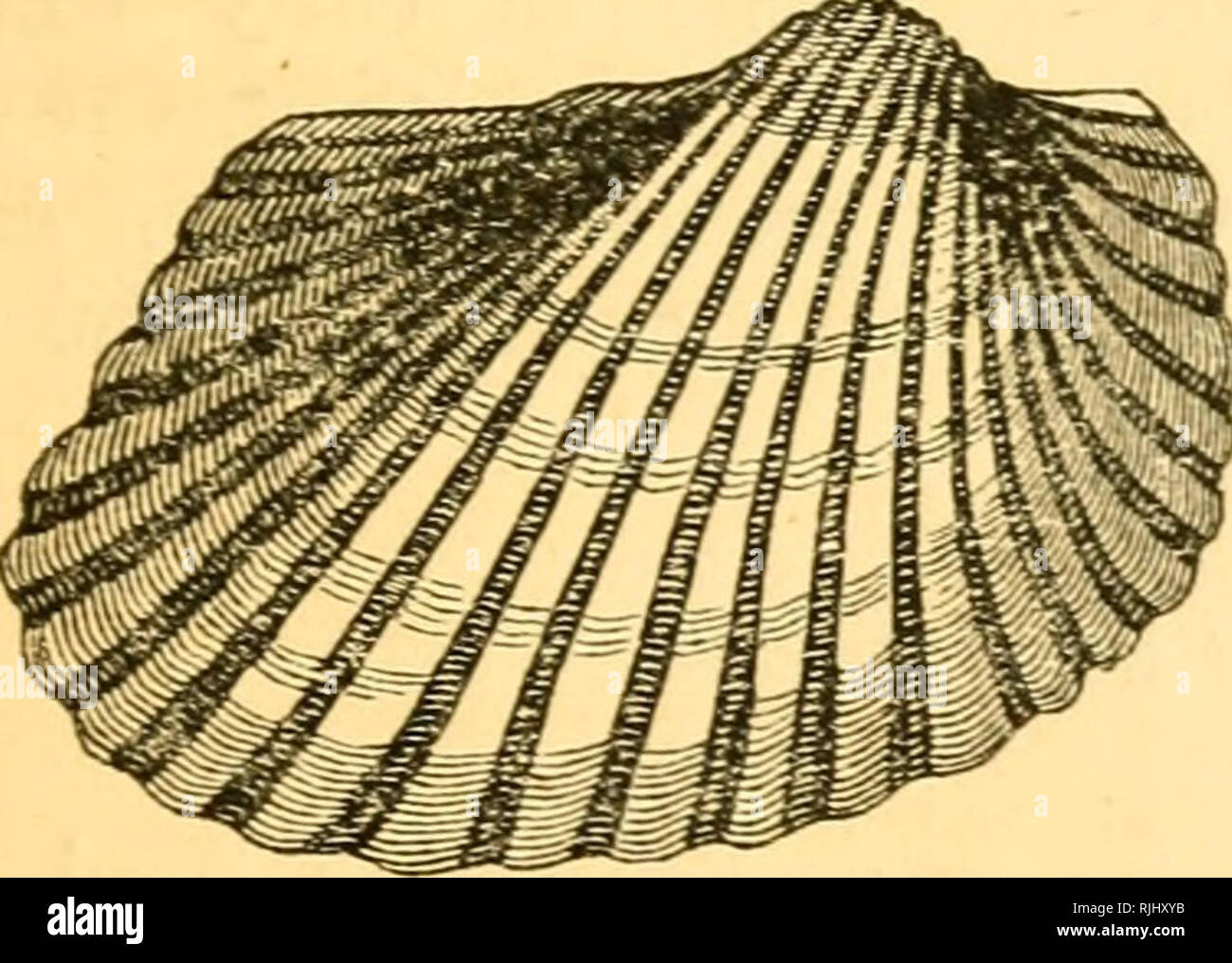 Scallop and (gape or gapes or gaping) hires stock photography and