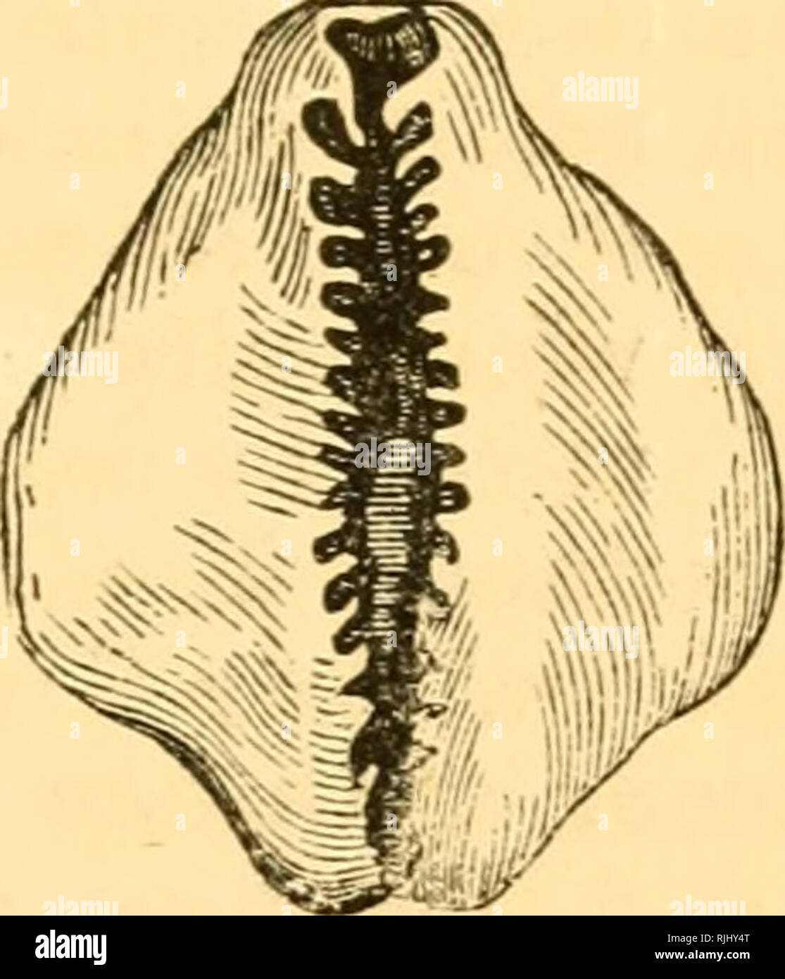 Beautiful shells : their nature, structure, and uses familiarly explained :  with directions for collecting, cleaning, and arranging them in the cabinet  and descriptions of the most remarkable species. Shells; Shells.