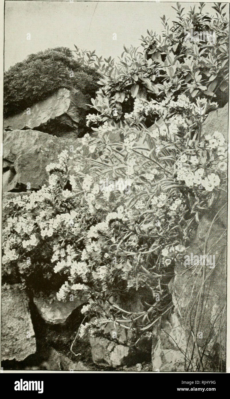 . Beautiful gardens : how to make and maintain them. Landscape gardening. THE PROPHET FLOWER, MARCROTOMIA (aRNEBIA) ECHIOIDES (See page 64.). Please note that these images are extracted from scanned page images that may have been digitally enhanced for readability - coloration and appearance of these illustrations may not perfectly resemble the original work.. Wright, Walter Page, 1864-1940. London ; New York : Cassell and company Stock Photo