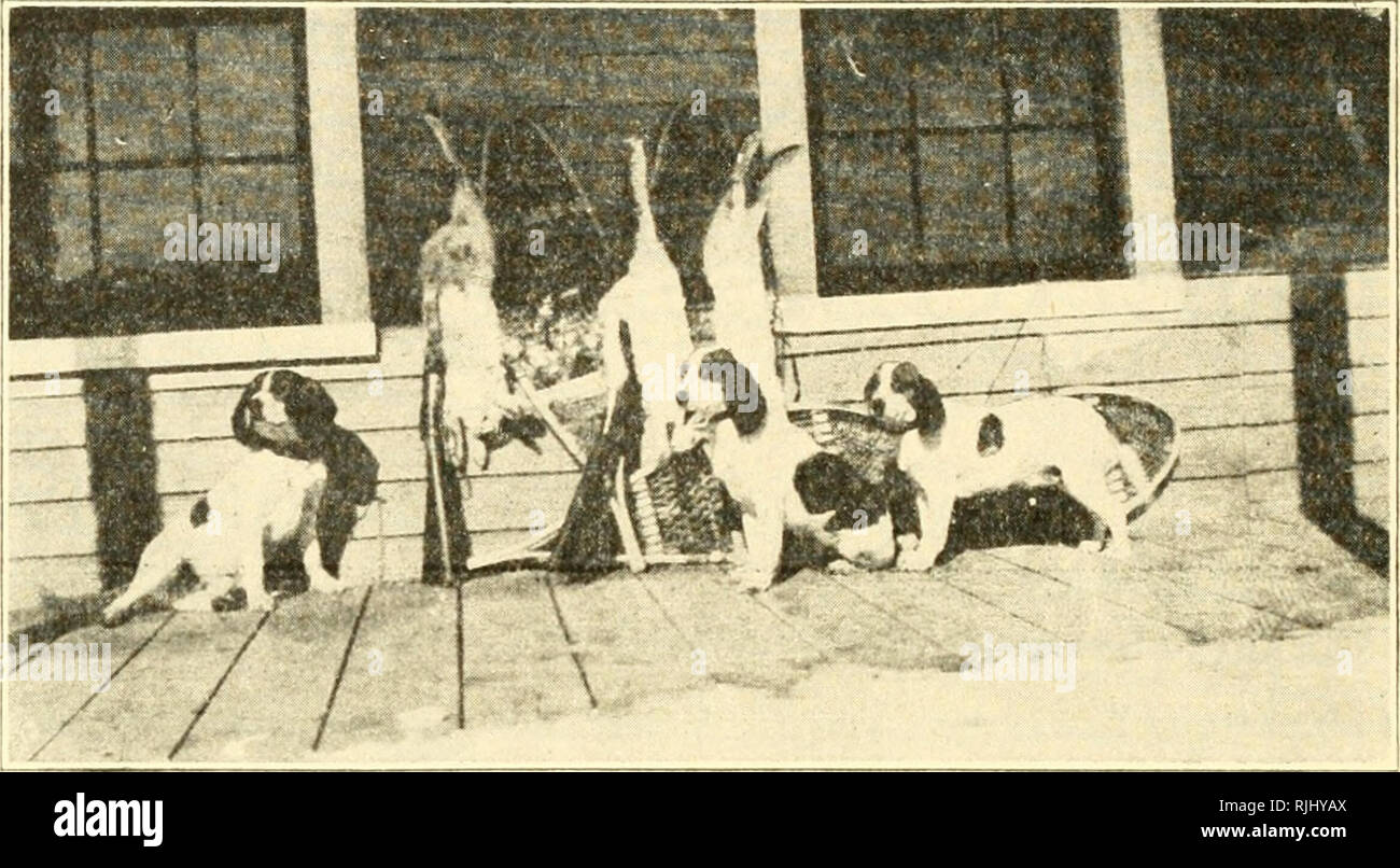 hunting beagle kennels
