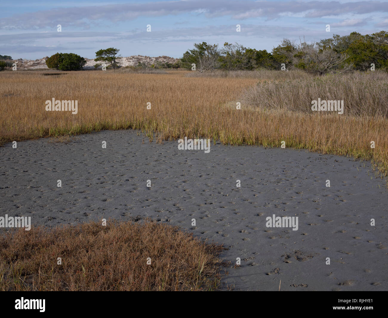 Hunting Island State Park, South Carolina. Coastal marsh area protexted by sand dunes. Stock Photo