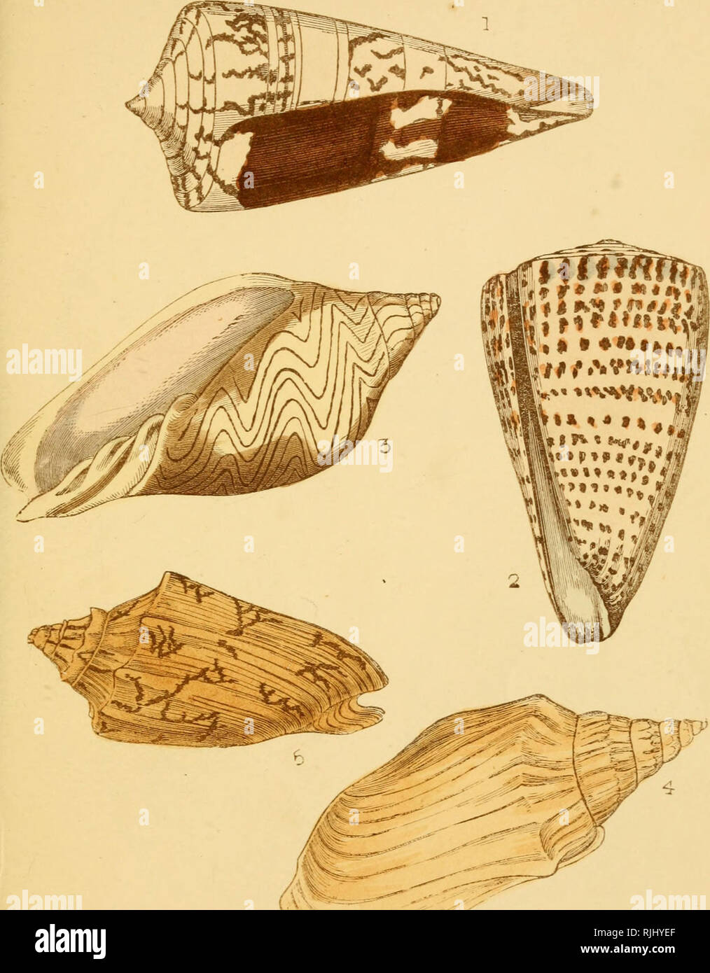 Traditional Shells . Beautiful shells : their nature, structure, and uses familiarly ...