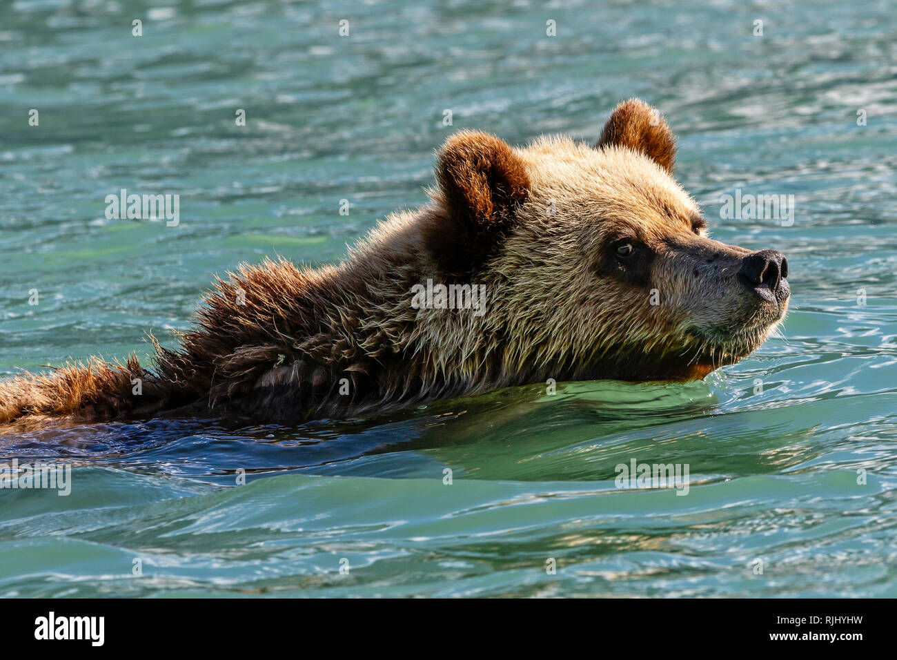 Young grizzly bear swimming along the Great Bear Rainforest shoreline, First Nations Territory, British Columbia, Canada. Stock Photo