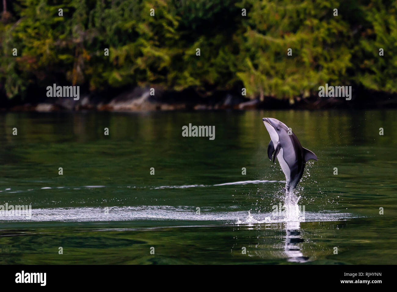 Pacific white sided dolphin jumping close to shore in Thompson Sound, Great Bear Rainforest, First Nations Territory, British Columbia, Canada. Stock Photo