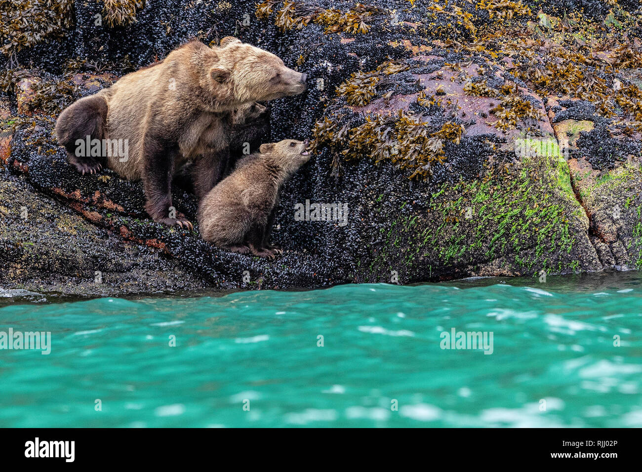 Mom and baby bear hi-res stock photography and images - Alamy