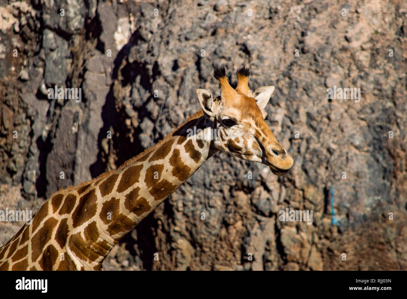 A giraffe at the Oasis Park in Fuerteventura, Canary Islands Stock Photo