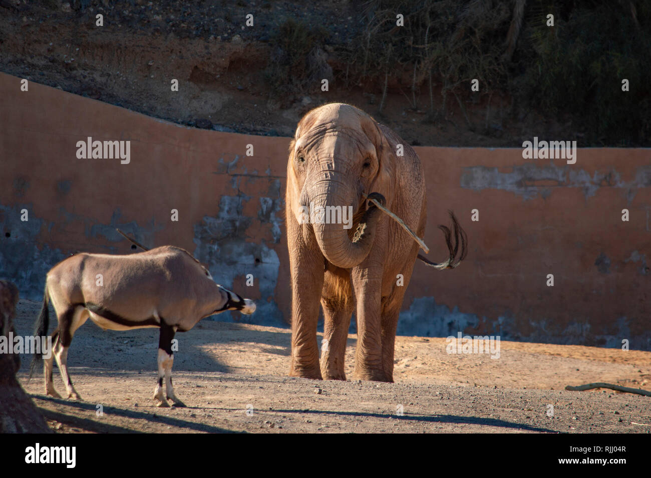 An elephant and gemsbok antelope at the Oasis Park in Fuerteventura, Canary Islands Stock Photo