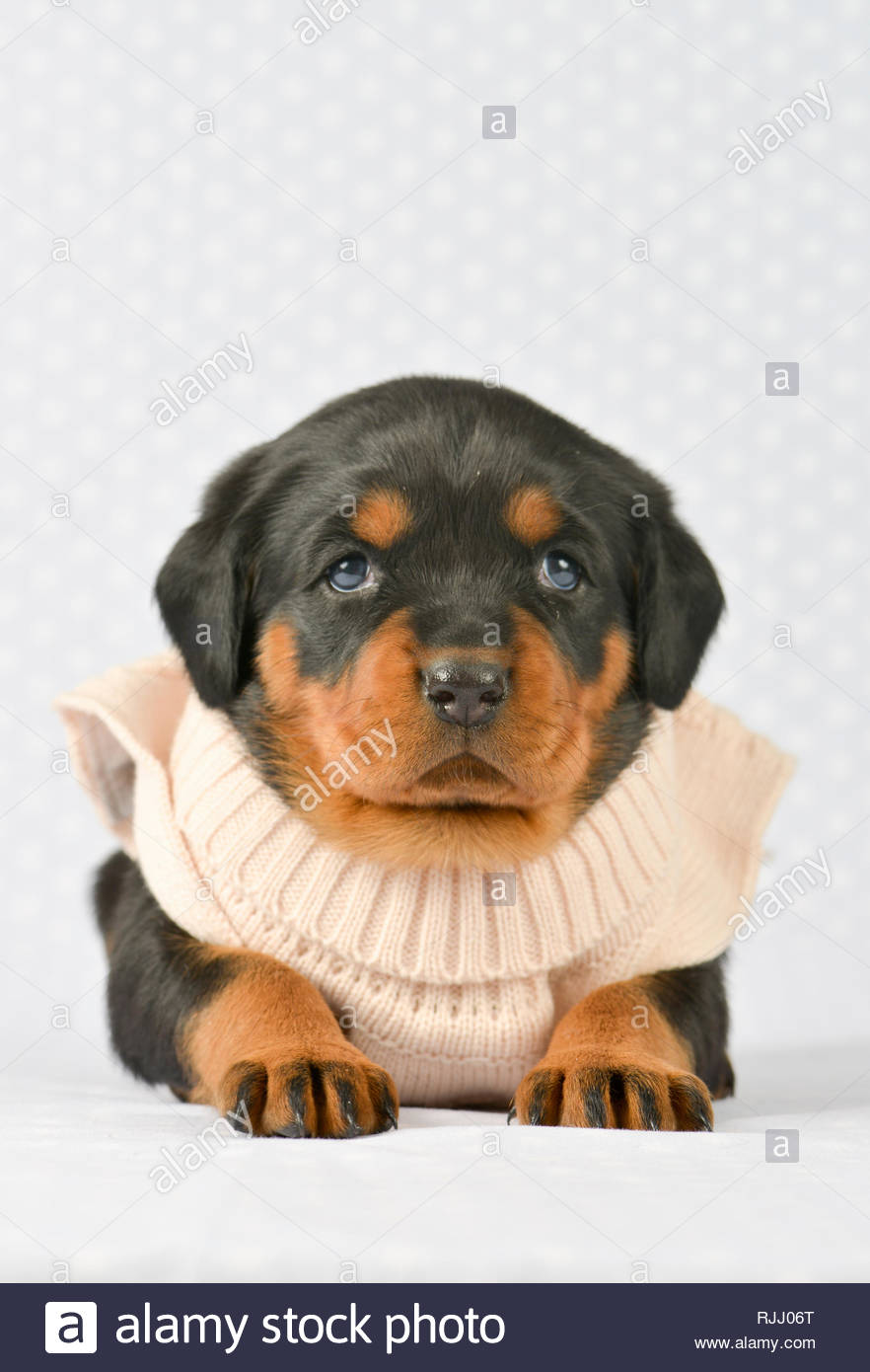 Mixed-breed dog, Rottweiler x Bernese Mountain Dog. Puppy ...